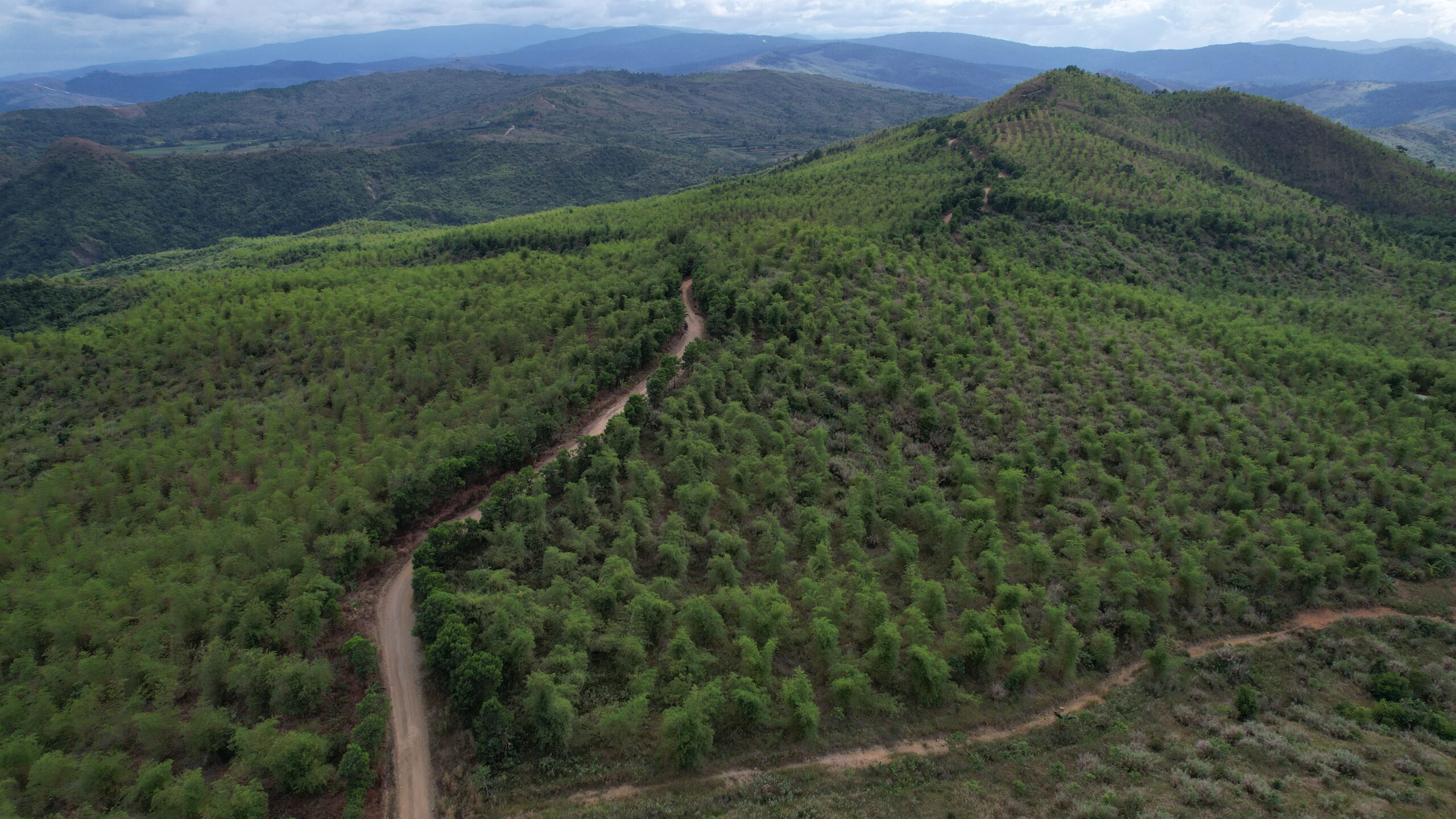 Agutay Philippine Bamboo Project | Strategic Alliance Holdings Inc.
